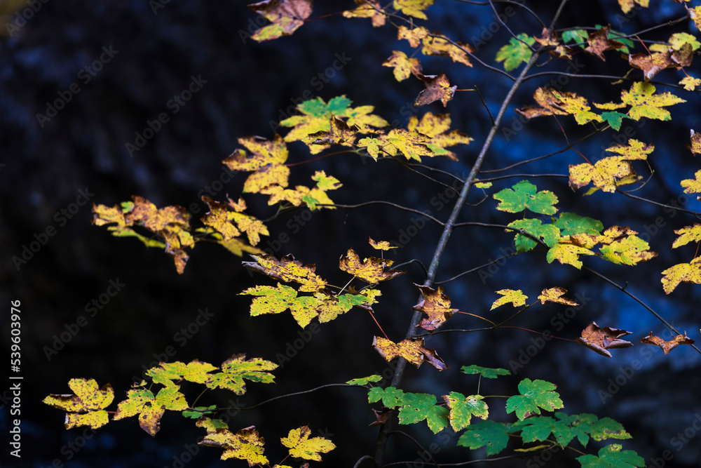 Autumn Leafs Color on Dark Background Autumn Leafs Color on Dark Background