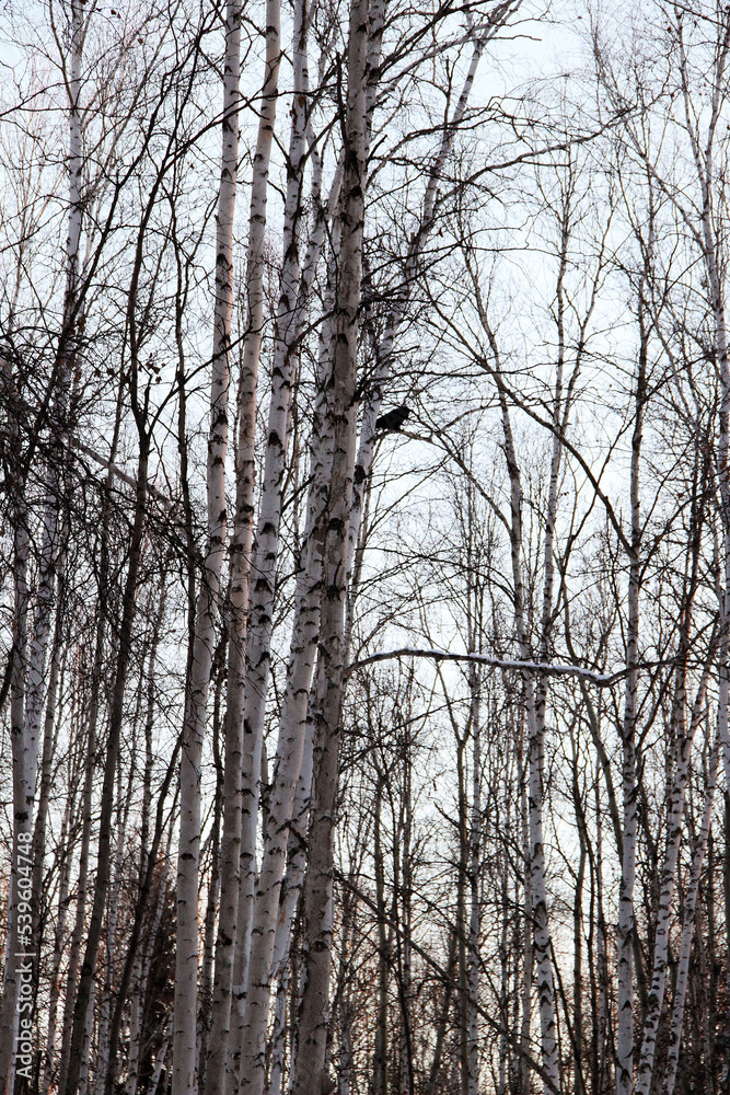hidden raven in the birch canopy hidden raven in the birch canopy