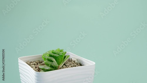 Incredible Haworthia truncata limegreen variegata in a square spinning pot on a blue background. Blue cyclorama. Copy space. photo