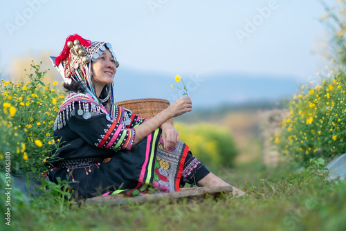 Hill tribe Asian woman in traditional clothes collecting Chrysanthemum with basket in tea plantations terrace  Chiang mai  Thailand collect Chrysanthemum