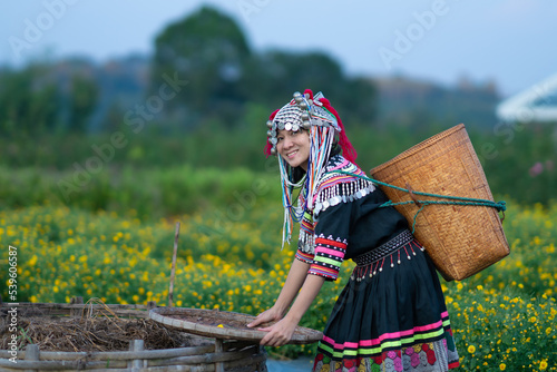 Hill tribe Asian woman in traditional clothes collecting Chrysanthemum with basket in tea plantations terrace, Chiang mai, Thailand collect Chrysanthemum