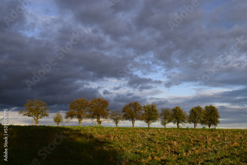 Line of trees in the fields with clouds
