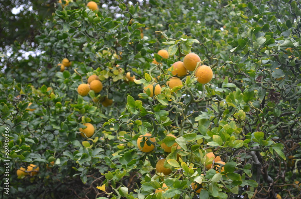 Orange Tree with Fruit