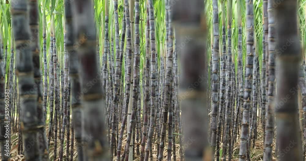 Sugarcane field with plants growing Sugarcane field with plants growing