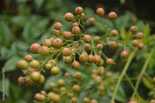 Plant with Berries