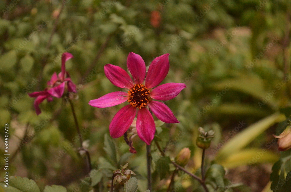 Pink Flower Pink Flower