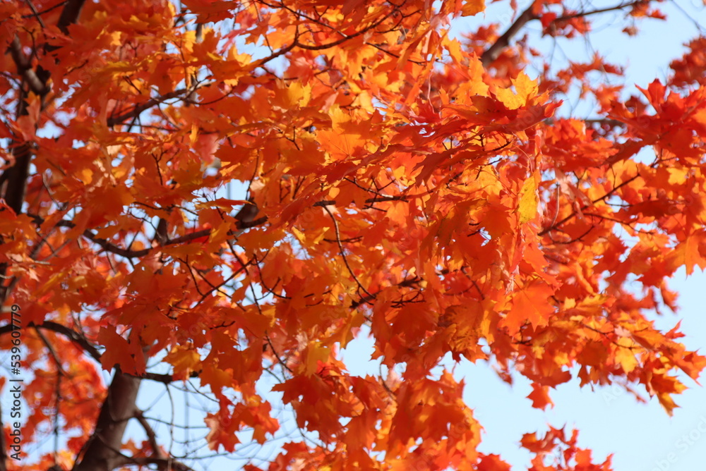 Feuille d'érable orange à l'automne Feuille d'érable orange à l'automne
