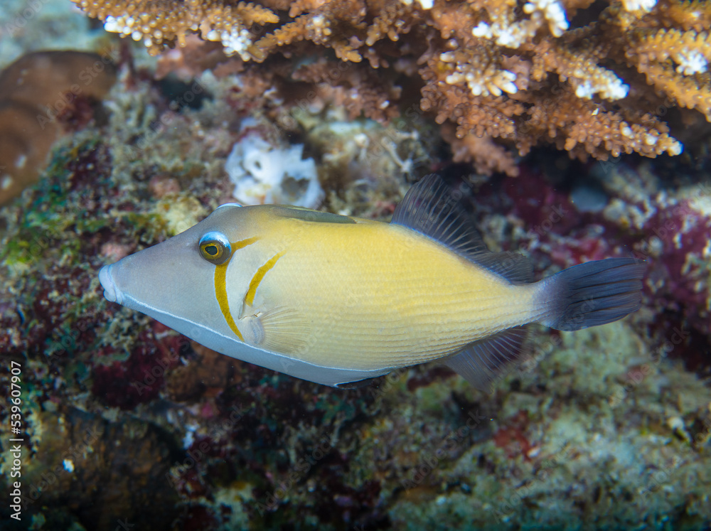 Triggerfish Triggerfish