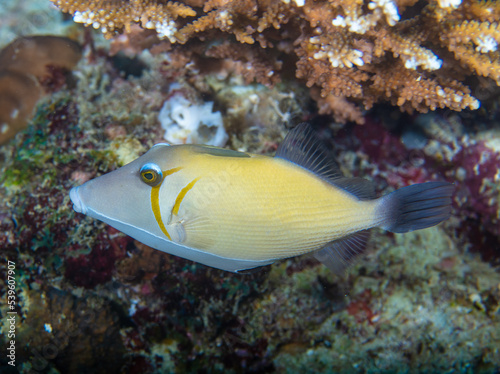 Triggerfish