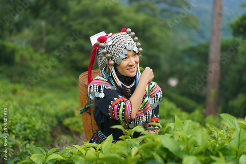 Hill tribe Asian woman in traditional clothes collecting tea leaves with basket in tea plantations terrace  Chiang mai  Thailand collect tea leaves