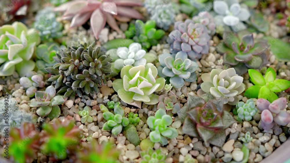 Great arrangement of succulent flowers Echeverias, sedum, sinocrassula, pachyphytum. In a large lilac flowerpot spinning on an endless pink background. Blue cyclorama. Copy space. Great arrangement of succulent flowers Echeverias, sedum, sinocrassula, pachyphytum. In a large lilac flowerpot spinning on an endless pink background. Blue cyclorama. Copy space.