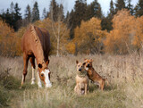 Thai Ridgeback and Staffordshire Bull Terrier and horse in the field. Autumn mood. Pets in nature in the fall of the leaves
