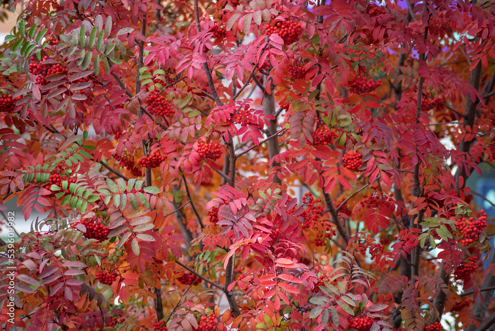 red mountain ash with red leaves, autumn colors red mountain ash with red leaves, autumn colors