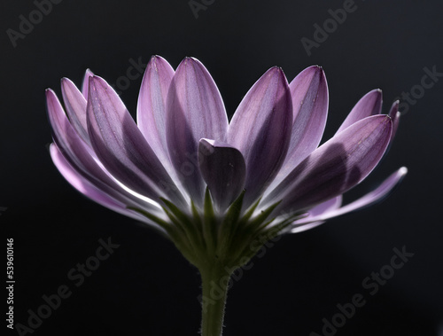 Close up image of a purple flower with its petals backlit against a dark background.