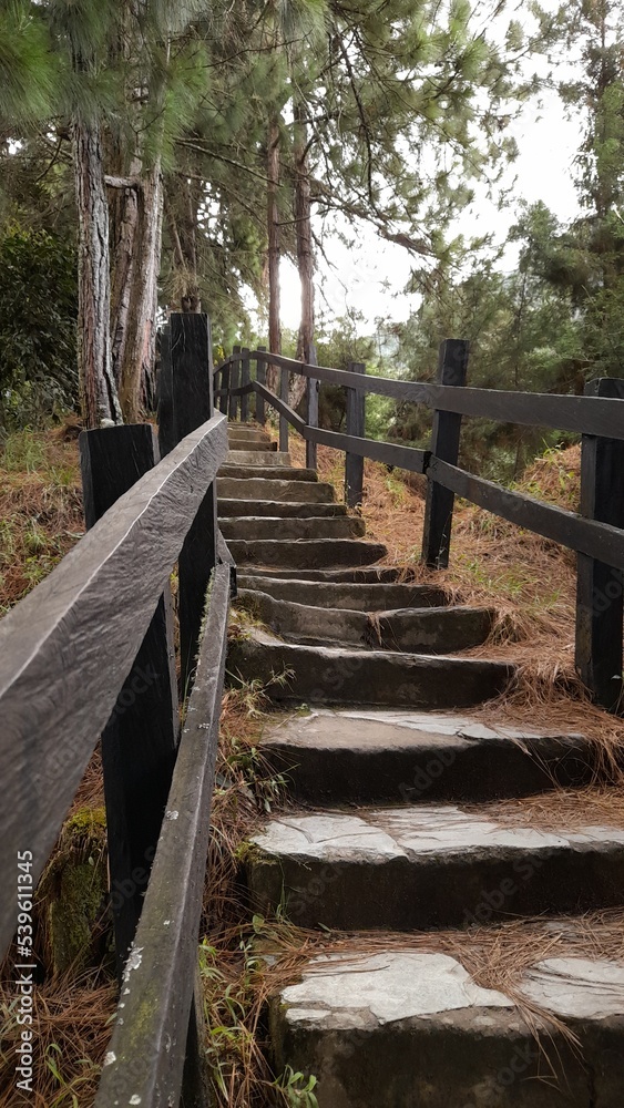 wooden bridge in the woods
House 