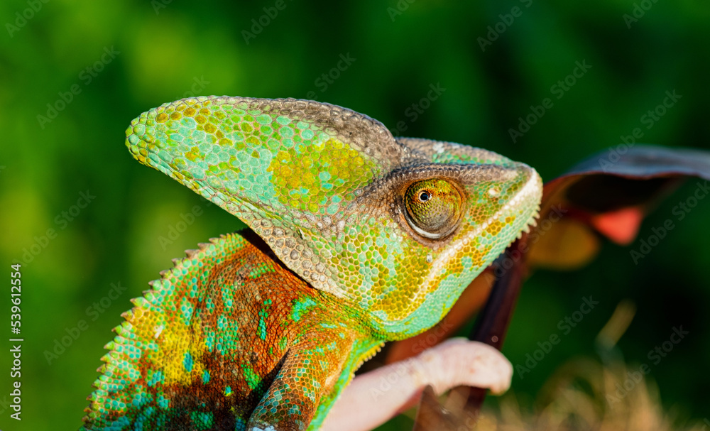 Obraz premium chameleon with blur background, predator
