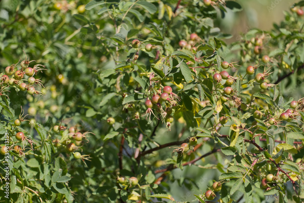 Rose Hips in the Summer