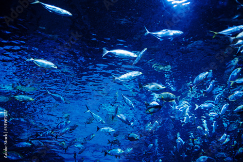 Canvas Print fish at aquarium, under water, animals