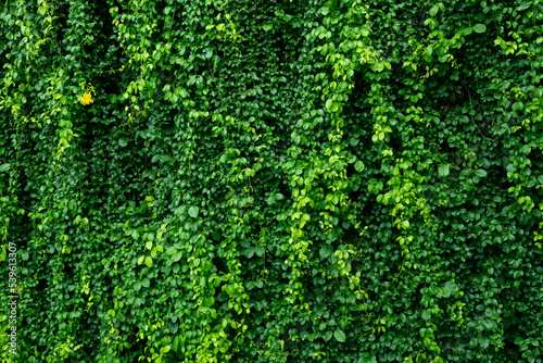 green leaves wall background, wedding backdrop © waranyu
