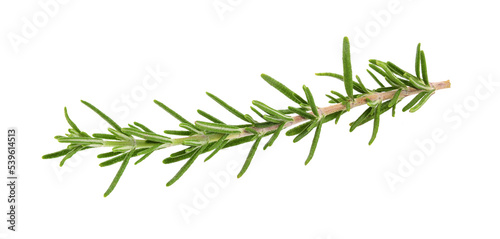 Rosemary isolated on transparent png © sommai