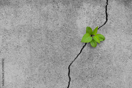 Young plant growing through cracked wall