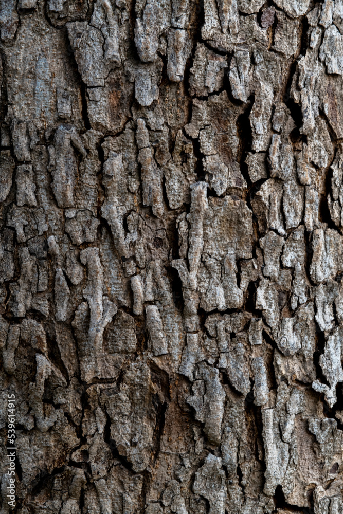 Background of tree bark texture Background of tree bark texture