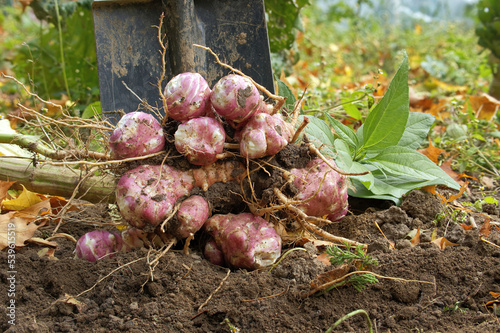 Fotografie Newly dug or harvested Jerusalem artichoke in farm field