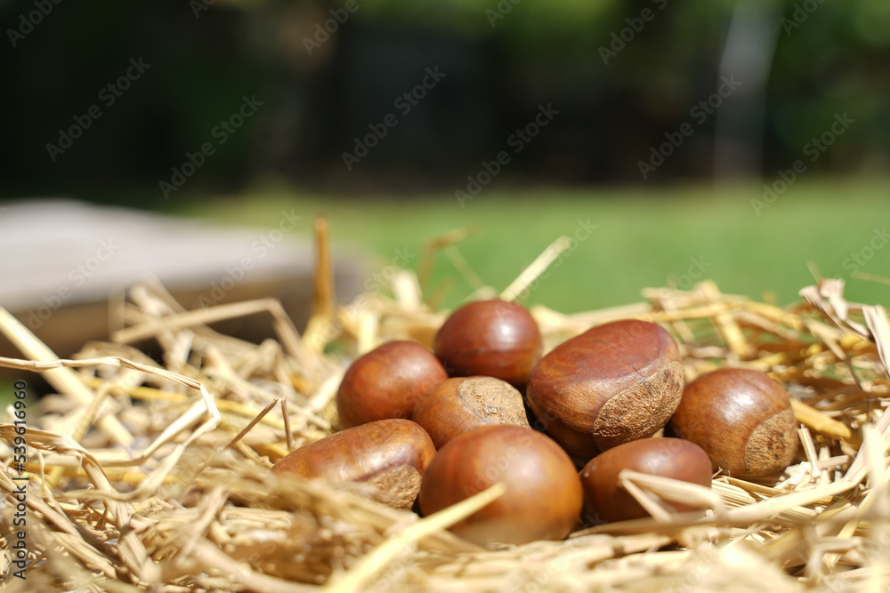 Fresh chestnuts isolated on a wooden floor, chestnuts have an oily sweet taste. Fresh chestnuts isolated on a wooden floor, chestnuts have an oily sweet taste.