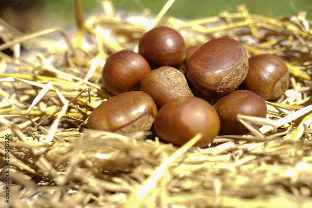 Fresh chestnuts isolated on a wooden floor, chestnuts have an oily sweet taste.