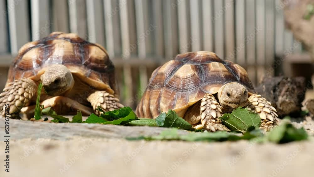 Sucata tortoise eating vegetables with nature background
Sucata tortoise eating vegetables with nature background