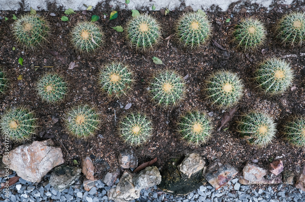Obraz premium cactus is popular for ornamental plant in contemporary garden design, cactus trees garden outdoor