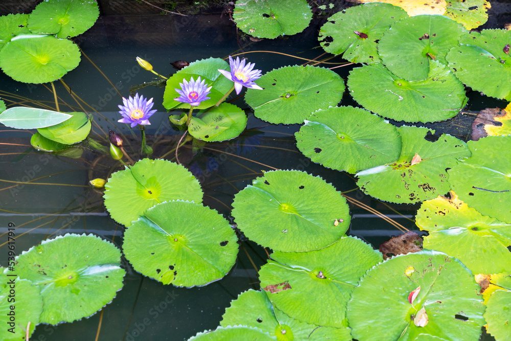 closeup beautiful lotus flower and green leaf in pond, purity nature background closeup beautiful lotus flower and green leaf in pond, purity nature background