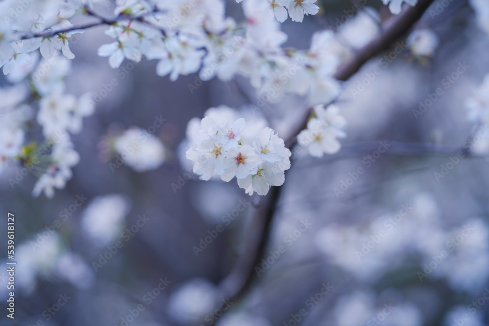 In spring, the cherry blossoms are in full bloom In spring, the cherry blossoms are in full bloom