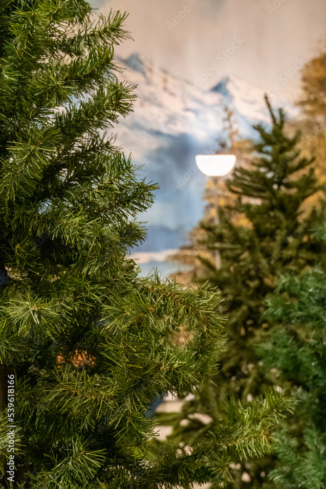 surrounded by mirrored synthetic pine trees, christmas scene