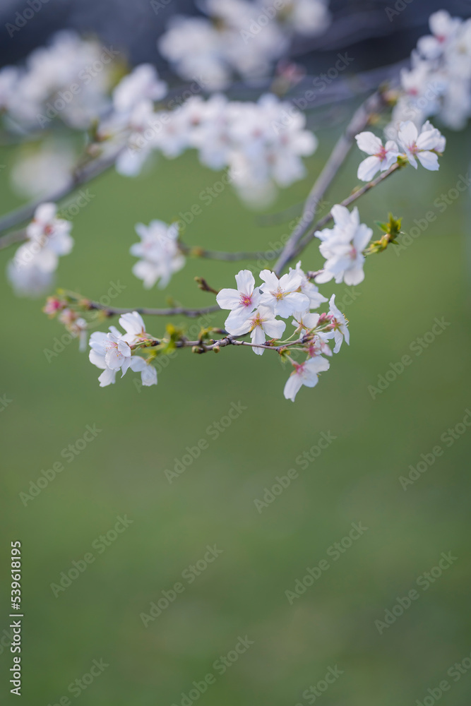 In spring, the cherry blossoms are in full bloom In spring, the cherry blossoms are in full bloom