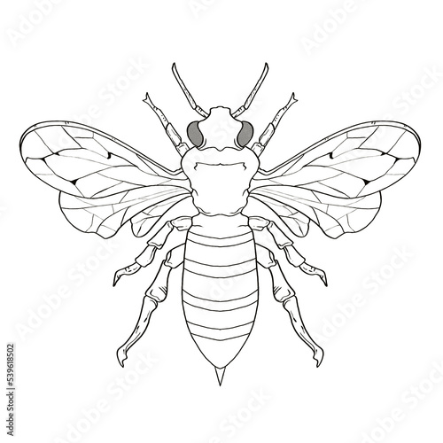 Hand Drawn Coloring Book Insects Bumblebee vector illustrations, drawing, engraving, ink, line art. decorative insect in doodle style