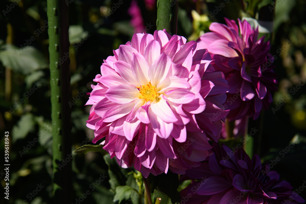 Obraz premium ダリア