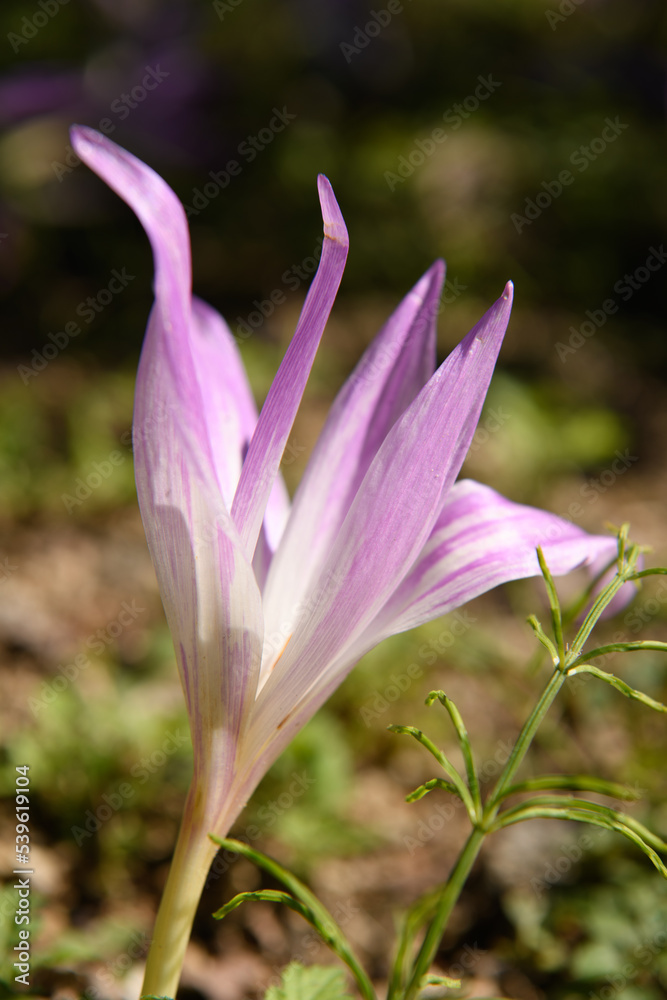 Fototapeta premium コルチカム