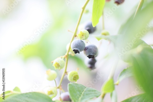 Blueberry