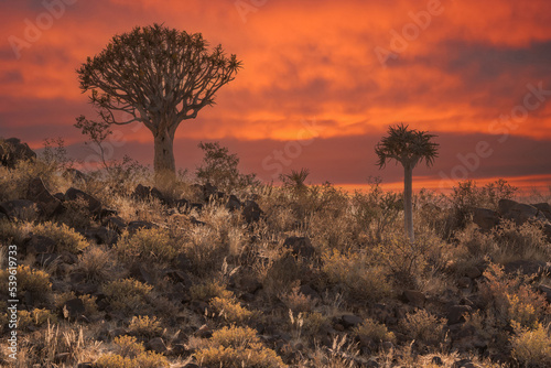 Desert landscape with with quiver trees (Aloe dichotoma), Northern Cape, South Africa