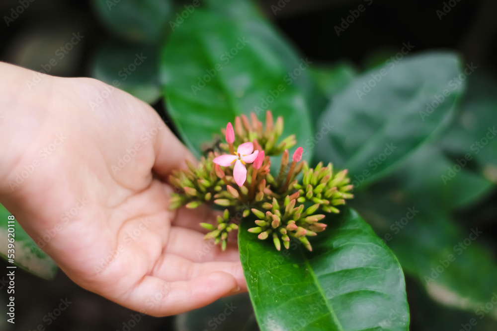 Ixora  Hybrid flower blooming with blurred asian girl hand holding in garden background