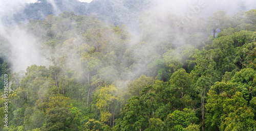 Tropical forests in rainy season , Southeast asian. photo
