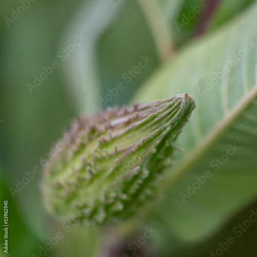 Selective focus on an unopened milkweed follicle seed pod in the fall.  photo