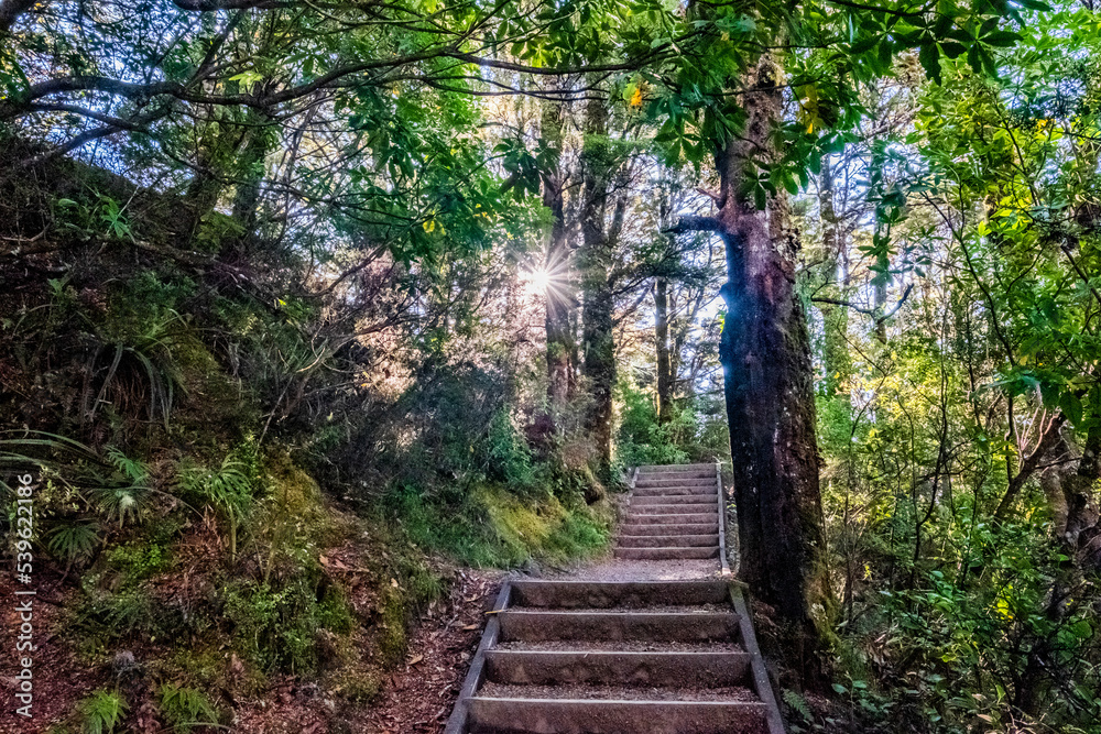Mountain track stairs on the mountain beech forest in a national park in New Zealand Mountain track stairs on the mountain beech forest in a national park in New Zealand