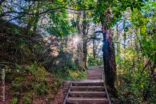 Mountain track stairs on the mountain beech forest in a national park in New Zealand