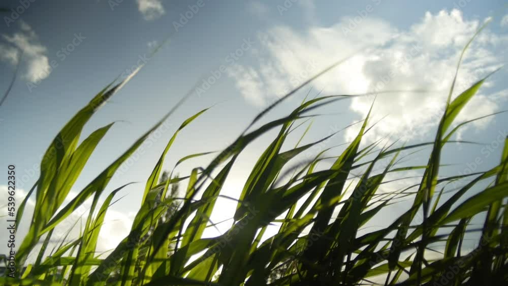 Grass waving in the wind in slow motion. Sunrise. Blue sky. Freshness concept. High quality FullHD footage