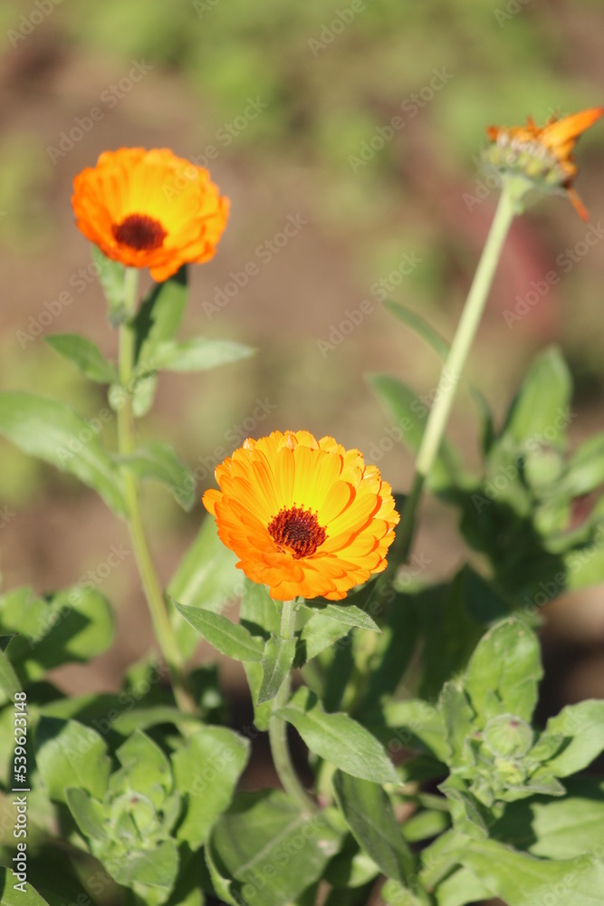 orange flower orange flower