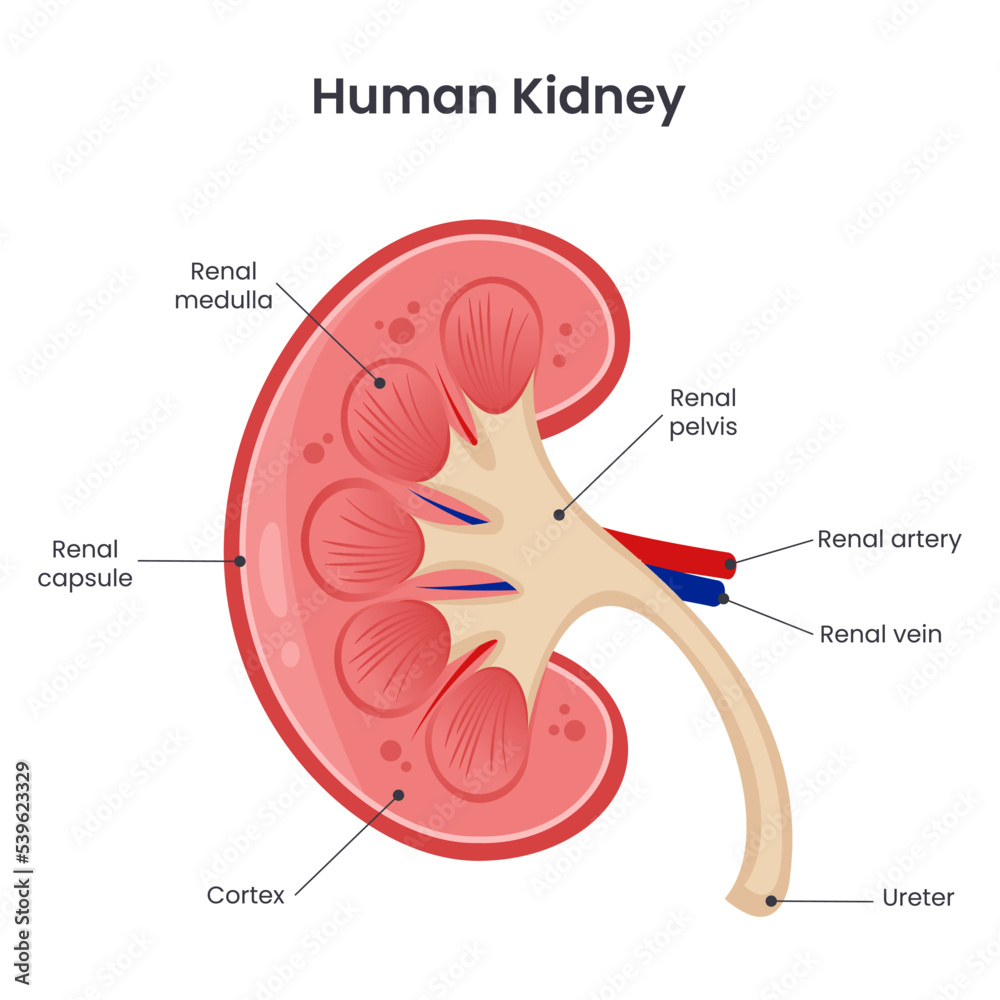 Fototapeta premium Human kidneys scientific vector illustration graphic diagram