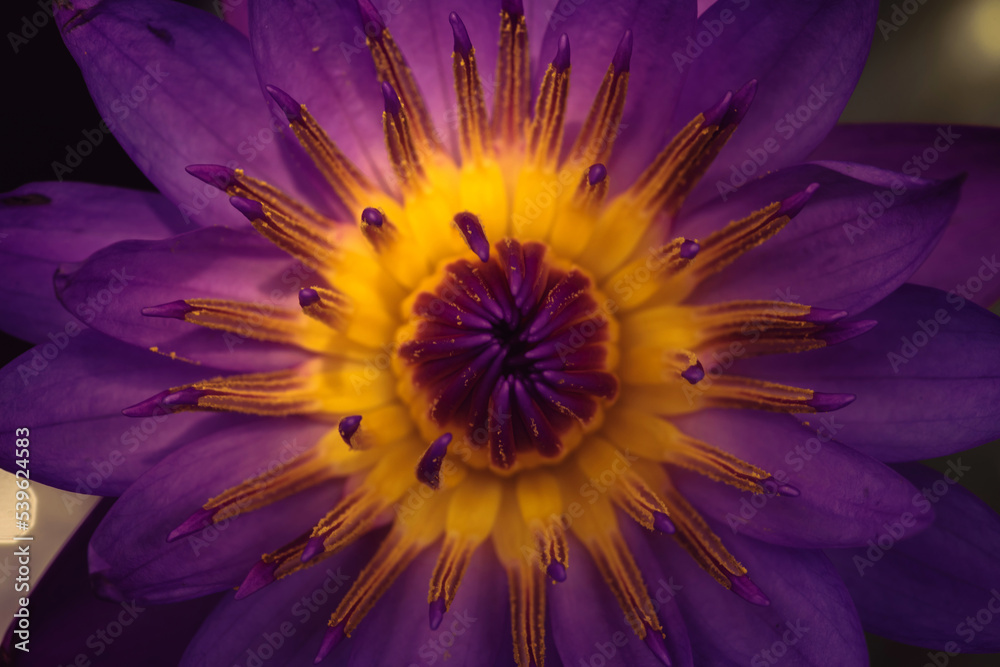 Colorful lotus pollen and petal in nature.There are have red color, yellow color ,pink color and purple color in one flower. Colorful lotus pollen and petal in nature.There are have red color, yellow color ,pink color and purple color in one flower.