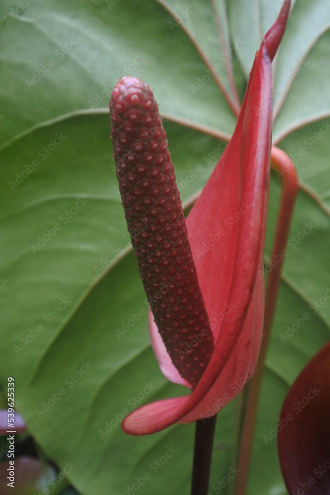 red peace lily flower (Spathiphyllum Mauna loa) red peace lily flower (Spathiphyllum Mauna loa)